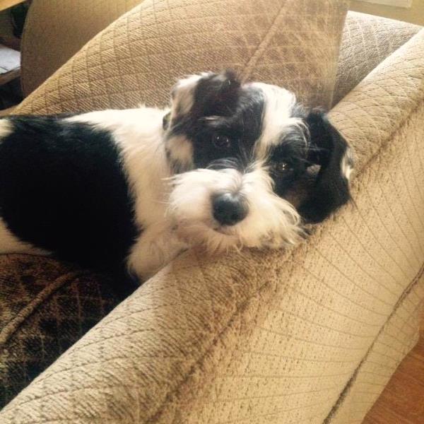 /Images/uploads/Humane Society of Lackawanna County/LoveYourPet/entries/9632thumb.jpg